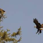 A pair of bald eagles out by the Salt Chuck at Amalga Harbor on July 7. (Courtesy photo / Kenneth Gill, gillfoto)