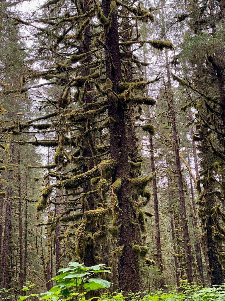 Heavy moss coats evergreen trees along the Herbert River Trail on July 1. (Photo by Denise Cartoll)