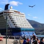 A bird flies along the waterfront downtown as cruise ship passengers enjoy the sun Thursday evening. Mid-season data on this years cruise ship tourism season in Juneau shows a steady number of calls and complaints to the citys tourism hotline compared to the previous season despite the record breaking number of passengers visiting the city. (Clarise Larson / Juneau Empire)