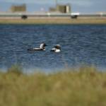 Loons swim near a pipeline and other oil field infrastructure at the Greater Prudhoe Bay Unit on Alaskas North Slope in this undated photo. A new study finds that nest survival is lower for birds closer to high-use infrastructure. (Photo by Kayla Scheimreif/Wildlife Conservation Society)