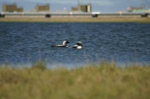 Loons swim near a pipeline and other oil field infrastructure at the Greater Prudhoe Bay Unit on Alaskas North Slope in this undated photo. A new study finds that nest survival is lower for birds closer to high-use infrastructure. (Photo by Kayla Scheimreif/Wildlife Conservation Society)