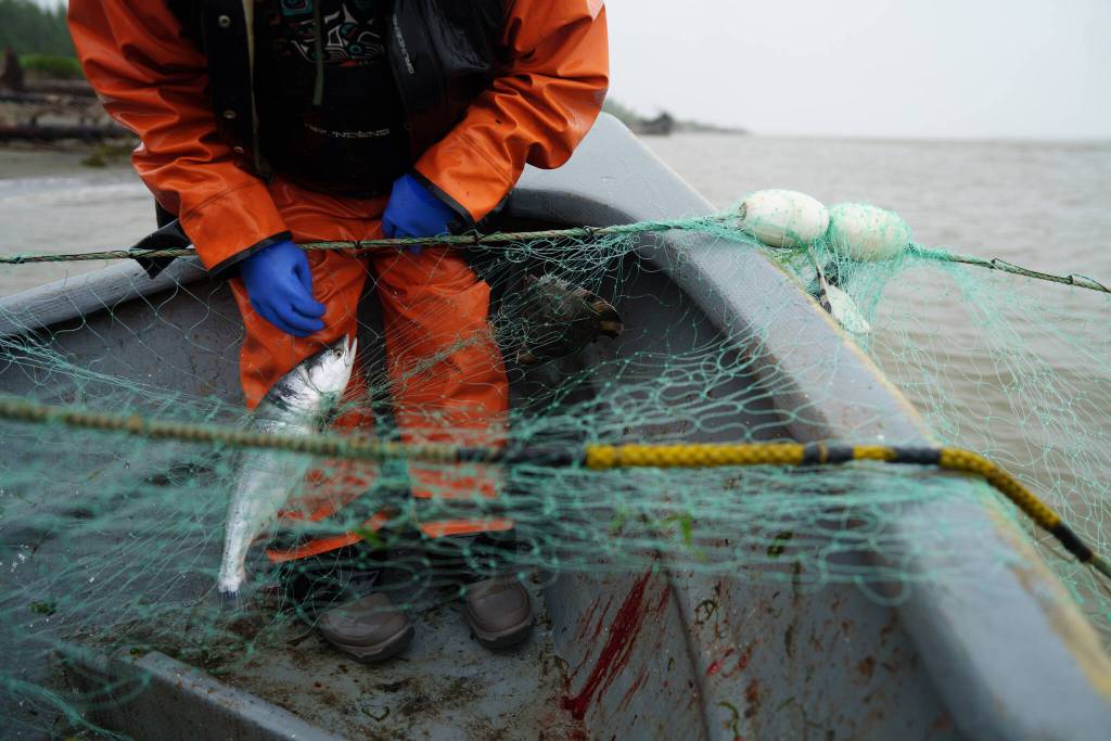 Salmon are a critical resource to the community of Yakutat. The River Rangers program was inspired by community concerns over decreasing salmon numbers and demonstrates what government to government collaboration can look like on the Tongass. (Bethany Goodrich / Sustainable Southeast Partnership)