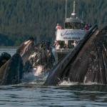 This is a photo of humpback whales surfacing near a Juneau Tours and Whale Watch boat. (Courtesy / Juneau Tours and Whale Watch)