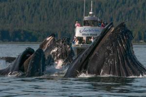 This is a photo of humpback whales surfacing near a Juneau Tours and Whale Watch boat. (Courtesy / Juneau Tours and Whale Watch)