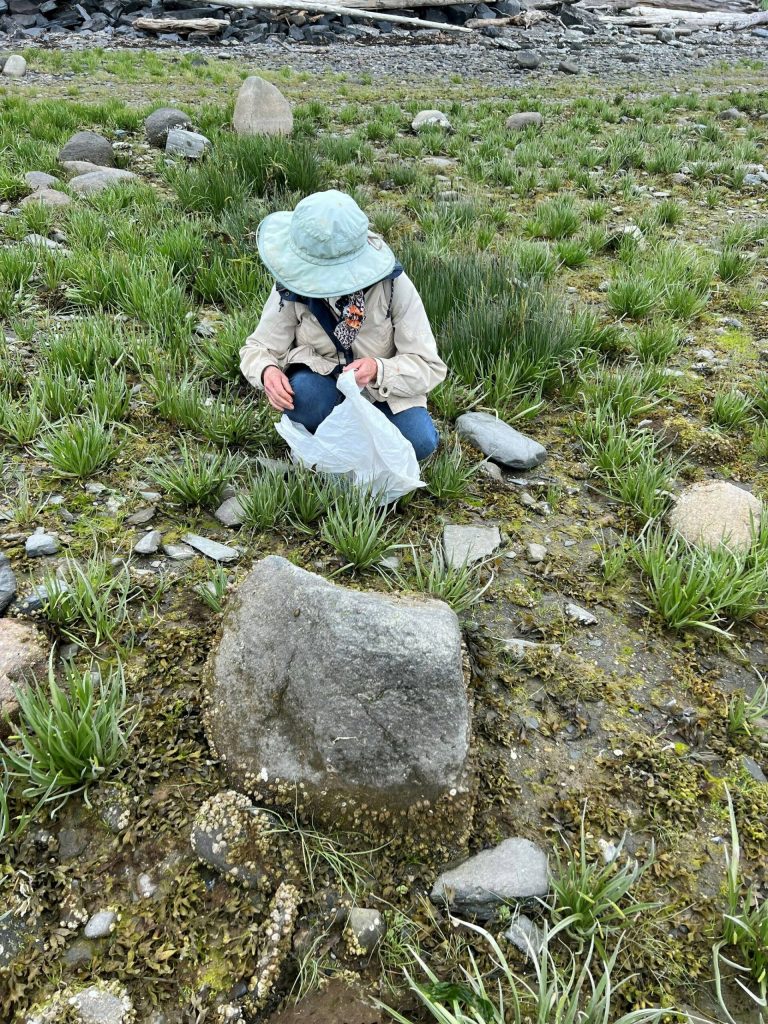 Lorna Woods, the authors mother, harvests goose tongue. (Photo by Vivian Faith Prescott)