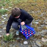 Jonah Hurst harvests goose tongue on Shoemaker Beach in Wrangell as a gift to local Elders. (Photo by Vivian Faith Prescott)