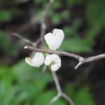 An Exobasidium fungus grows on a rusty menziesia leaf. (Photo by Michael Melampy)