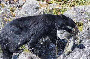A young black bear carries away a chum salmon at Salt Chuck near the Amalga boat ramp on July 20. (Courtesy Photo / Kenneth Gill, gillfoto)