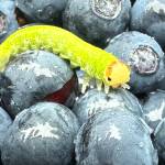 A visitor inspects blueberries near Skaters Cabin on July 23. (Photo by Deana Barajas)