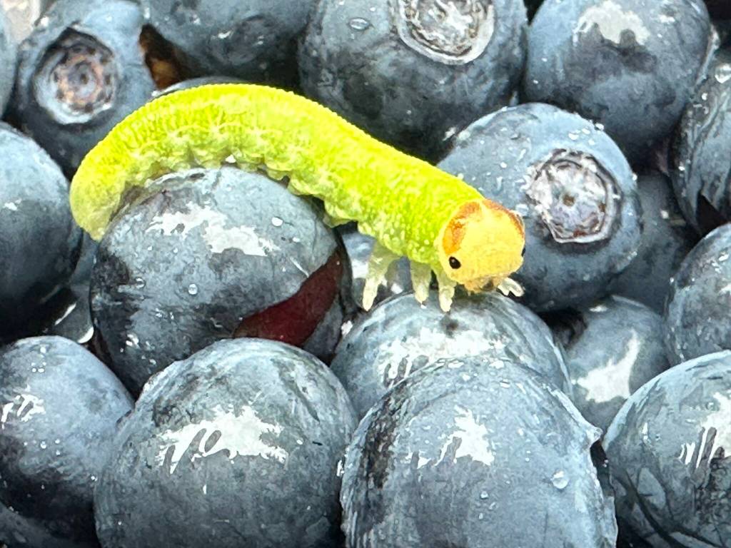 A visitor inspects blueberries near Skaters Cabin on July 23. (Photo by Deana Barajas)