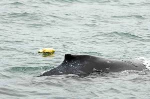 Foam floats trails alongside an entangled humpback whale calf near Juneau on July 17. (John Moran/NOAA Fisheries)