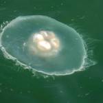 A moon jellyfish swims in Gastineau Channel on Sept. 5, 2019. (Michael Penn / Juneau Empire File)