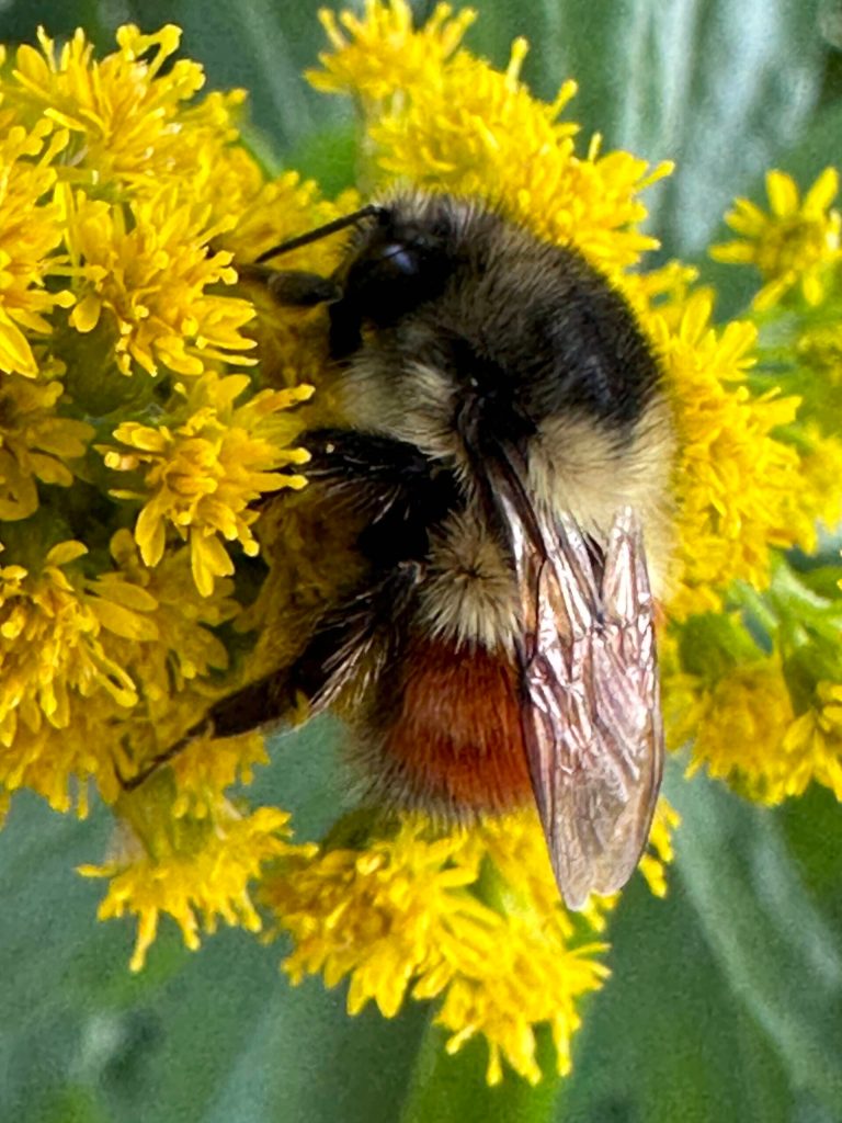 A bee visits a flower along Twin Lakes on July 24. (Photo by Deana Barajas)