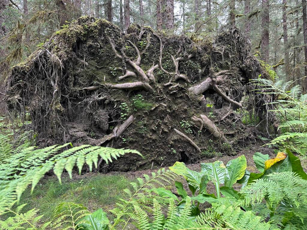 A spruce tree root wad on Lower Montana Creek Trail on July 31. (Photo by George Reifenstein)