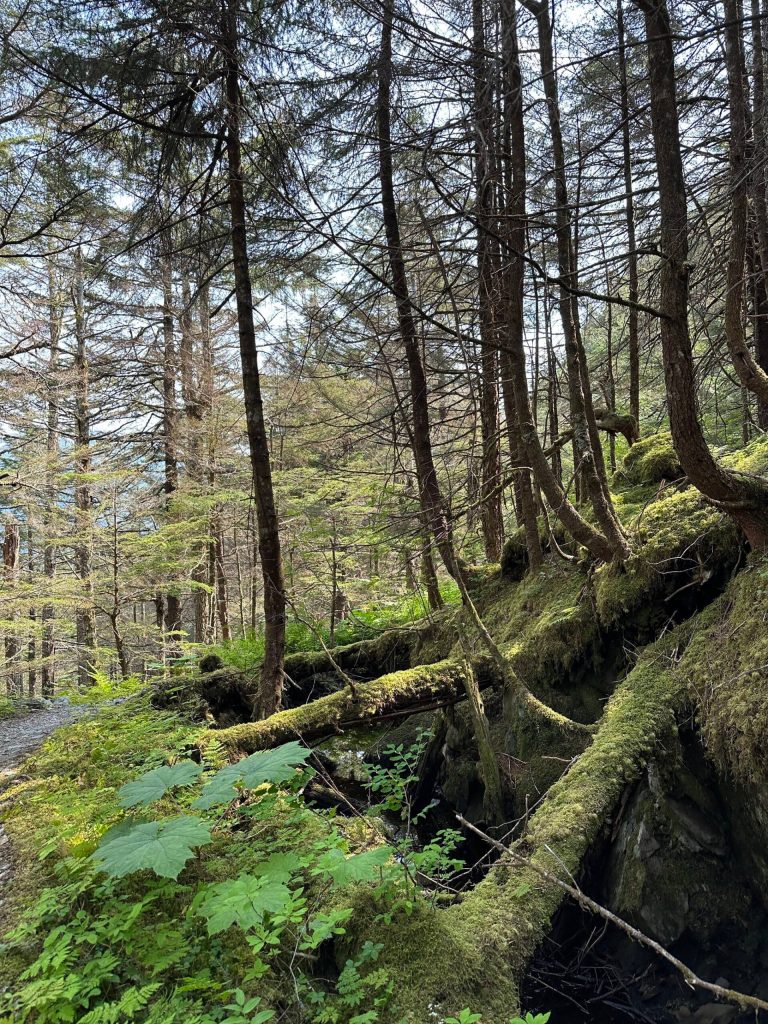 Moss-covered trees along the Treadwell Ditch Trail on July 29. (Photo by Deana Barajas)