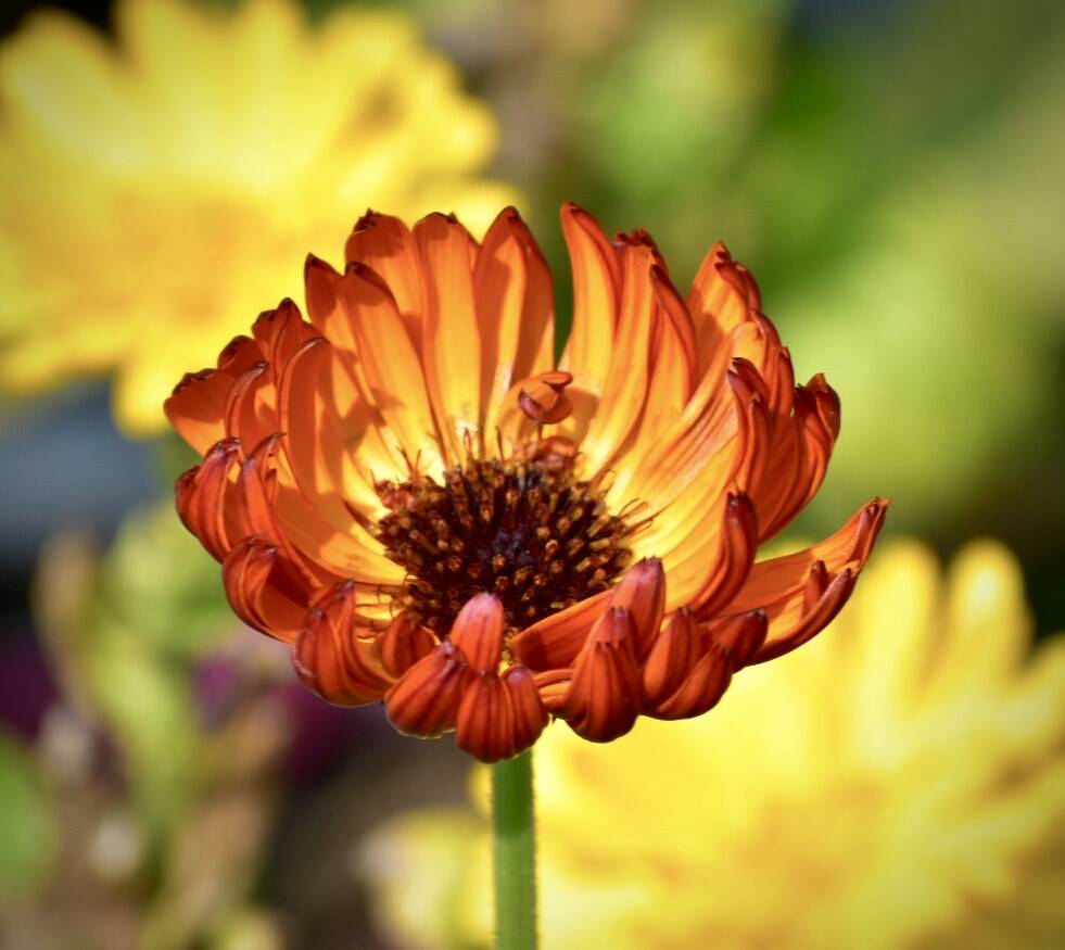 A wildflower at at Jensen-Olsen on July 30. (Photo by Susan Johnson)