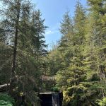 A waterfall flows under a bridge on the Treadwell Ditch Trail on July 29. (Photo by Deana Barajas)