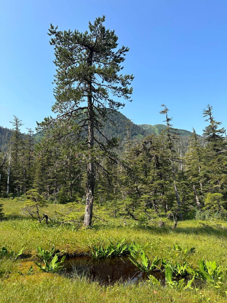 A pond along the the Treadwell Ditch Trail on July 29. (Photo by Deana Barajas)