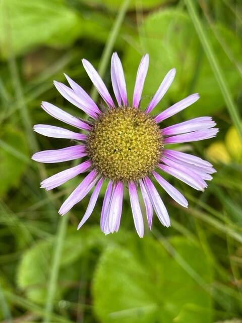 A wildflower on the Treadwell Ditch Trail on July 29. (Photo by Deana Barajas)