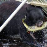 A black bear catches a salmon, causing eggs to squirt out, at Peterson Lake on July 26. The bear then ignored the salmon and ate the eggs before hunting for more fish. (Photo by Steve Hamilton)