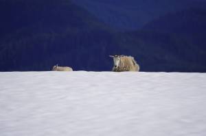 A nanny and kid cool down on a patch of snow near the author. (Photo by Jeff Lund)