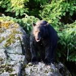 A bear hangs out on a rock during a sunny evening in the Amalga Harbor area in late July. (David Rigas / Juneau Empire)