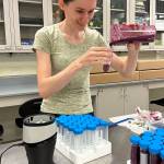 Zuzana Vaneková works in a University of Alaska Fairbanks lab where she freeze-dried Alaska blueberries in order to carry them home to Austria for analysis. (Photo by Pat Holloway)