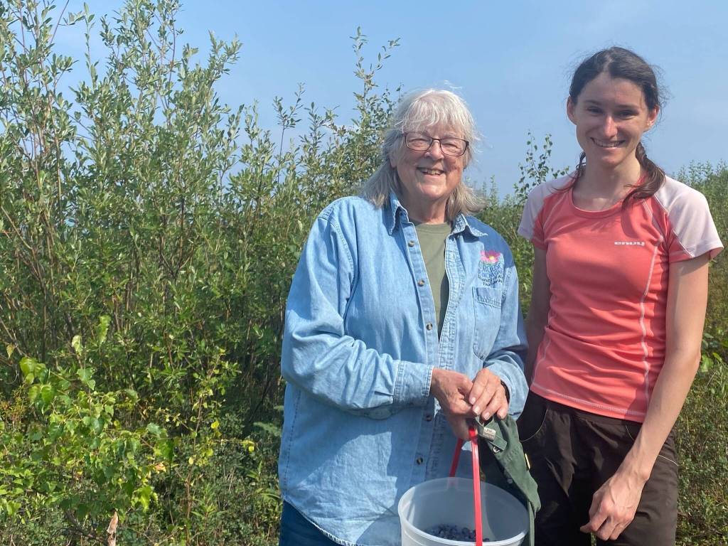 Pat Holloway, left, and Zuzana Vaneková pick blueberries on Murphy Dome near Fairbanks for Vanekovás study to test the possible toxicity of the berries. (Photo by Chris Dart)