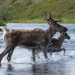 Caribou cross the Kanektok River in the Togiak National Wildlife Refuge on Aug. 25, 2009. The Mulchatna caribou herd, which ranges in the refuge, has declined sharply since the 1990s, and scientists cite numerous factors. The controversial Mulchatna predator-control campaign was conducted this spring to help boost the herds numbers. (Photo by Allen Miller/U.S. Fish and Wildlife Service)