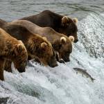 Four brown bears line up at the top of the falls on the Brooks River on Sept. 6, 2021, to fish for salmon. Brooks Falls draws bears from around the region, as well as Katmai National Park and Preserve tourists who travel there to view the bear crowds. One of the two lawsuits challenging the states predator-control program in the Mulchatna caribou area cites signs that some of the bears normally seen at Brooks Falls may have been among the 99 bears killed in the spring campaign carried out by the Alaska Department of Fish and Game. (Photo by L. Law/National Park Service)