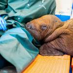 In this photo provided by the Alaska SeaLife Center, a Pacific walrus pup rests his head on the lap of a staff member after being admitted to the centers Wildlife Response Program in Seward on Aug. 1. A walrus calf found by oil field workers in Alaska about 4 miles (6.4 kilometers) inland is under 24-hour care as the Alaska SeaLife Center nurses it back to health. The male Pacific walrus was transported across the state Tuesday from the North Slope to Seward in south-central Alaska, where the Alaska SeaLife Center is based. (Kaiti Grant/Alaska SeaLife Center via AP)