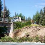 Fallen trees lie alongside the bank of the Mendenhall River after record flooding on Saturday recedes Sunday morning. Numerous trees and other large items were swept into the river by the flood, adding to the hazard downstream. (Mark Sabbatini / Juneau Empire)