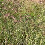 Foxtail barley has colorful and graceful seed heads. (Photo by Mary F. Willson)