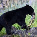 A black bear yearling carries a chum salmon up the bank, but discards it later. (Photo by Stacey Thomas)