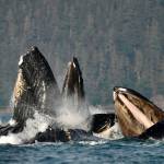 Humpback whales engage in bubble net feeding near Juneau on July 31. (Photo by Christopher Grau)