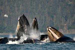 Humpback whales engage in bubble net feeding near Juneau on July 31. (Photo by Christopher Grau)