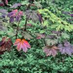 Devils club and other foliage in full color on July 31. (Courtesy photo / Kenneth Gill, gillfoto)