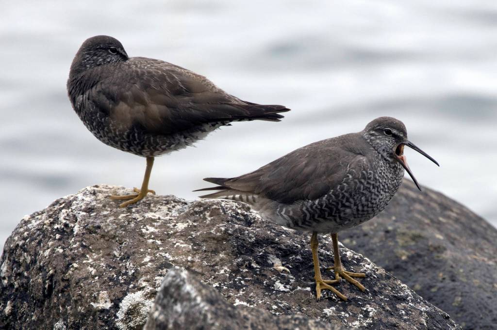 High tide with wandering tatler out by Lena Point on Aug. 3. (Courtesy photo / Kenneth Gill, gillfoto)