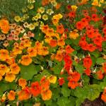 Eye-catching nasturtiums in the Star Hill area on Aug. 3. (Photo by Denise Carroll)
