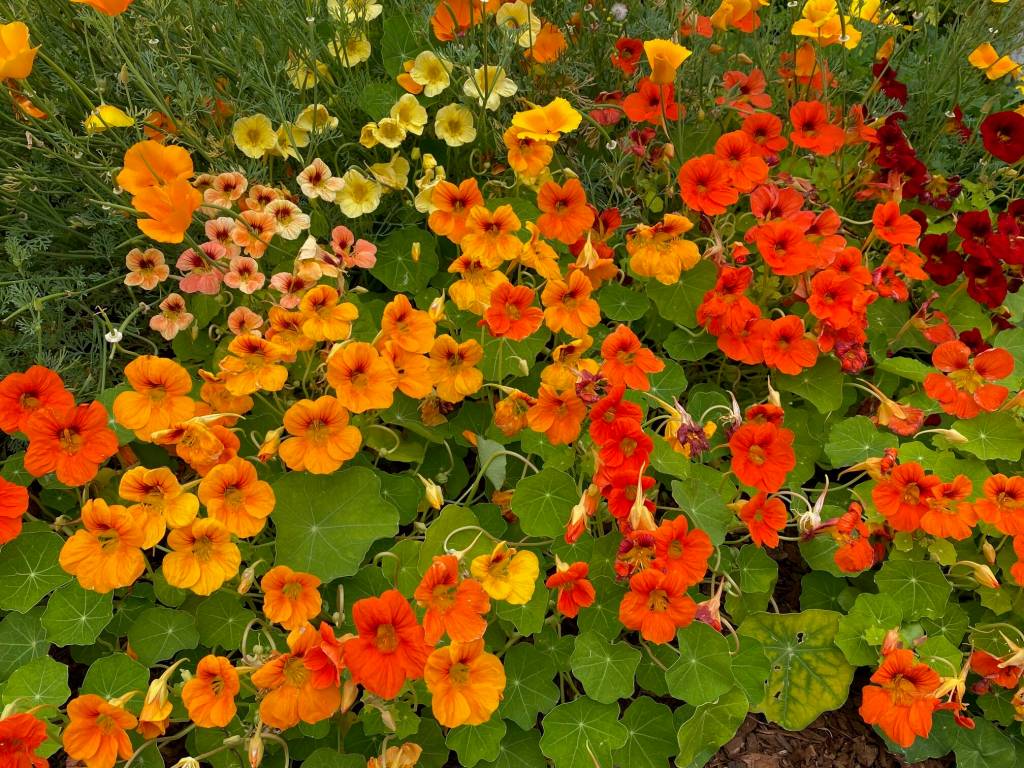 Eye-catching nasturtiums in the Star Hill area on Aug. 3. (Photo by Denise Carroll)