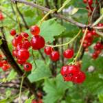 Bright red berries entice berry pickers along a side street in the downtown flats on Aug. 3. (Photo by Denise Carroll)