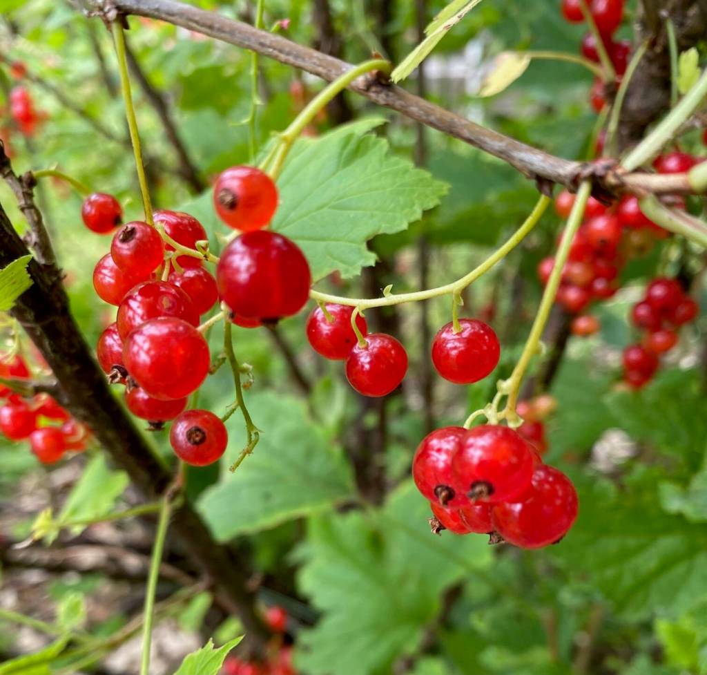 Bright red berries entice berry pickers along a side street in the downtown flats on Aug. 3. (Photo by Denise Carroll)