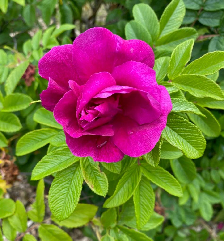 A rose blooms in a downtown garden on Aug. 3. (Photo by Denise Carroll)