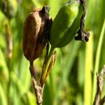 Iris seed pods along the Point Bridget Trail on Aug. 5. (Photo by Deana Barajas)