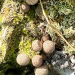 Foliage along the Point Bridget Trail on Aug. 5.(Photo by Deana Barajas)