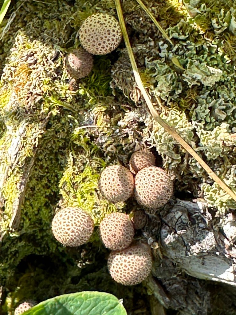 Foliage along the Point Bridget Trail on Aug. 5.(Photo by Deana Barajas)