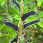 Lupine seed pods along the Point Bridget Trail on Aug. 5. (Photo by Deana Barajas)