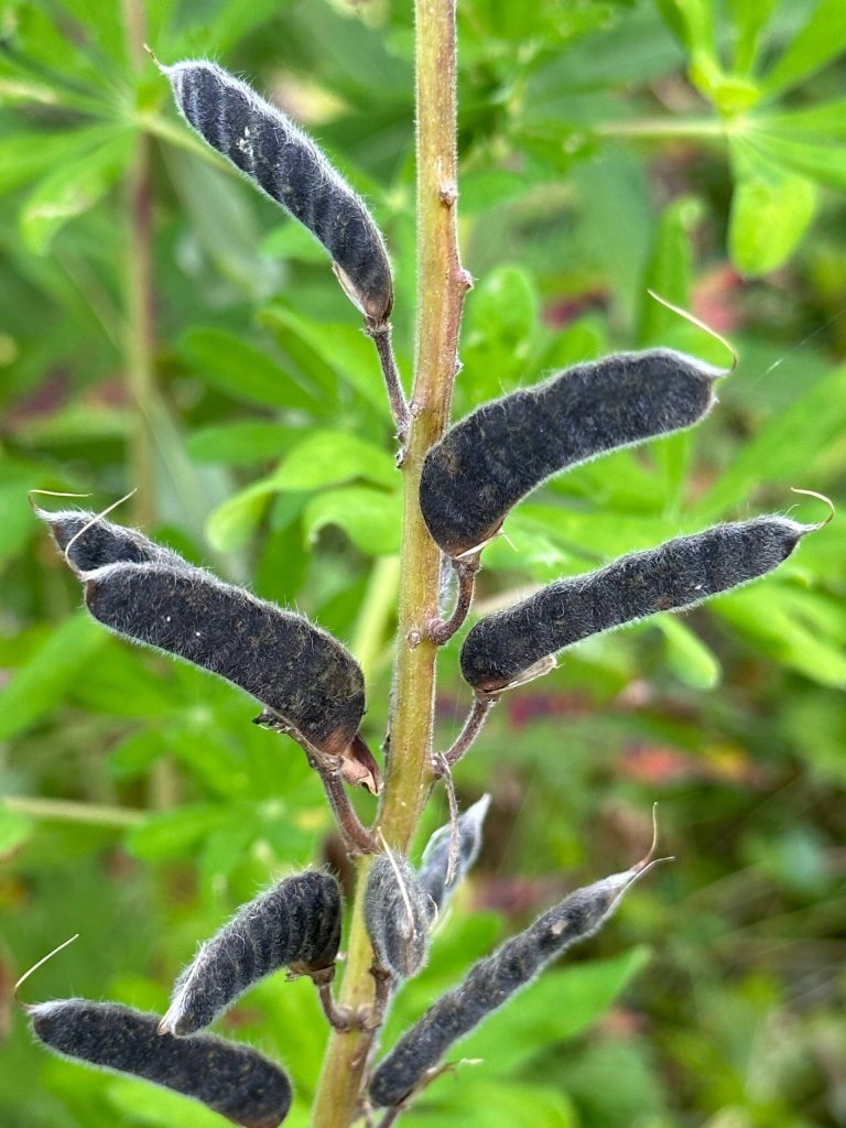 Lupine seed pods along the Point Bridget Trail on Aug. 5. (Photo by Deana Barajas)