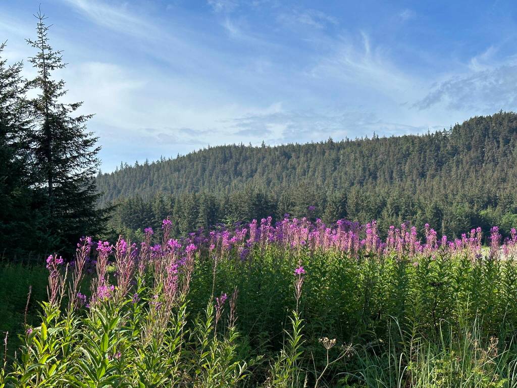 A view from the Point Bridget Trail on Aug. 5. (Photo by Deana Barajas)