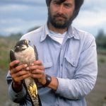 Skip Ambrose holds a peregrine falcon during a trip to monitor the birds along the upper Yukon River in 1985. (Photo by Robin Long)